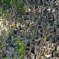 Green Seekers Activity